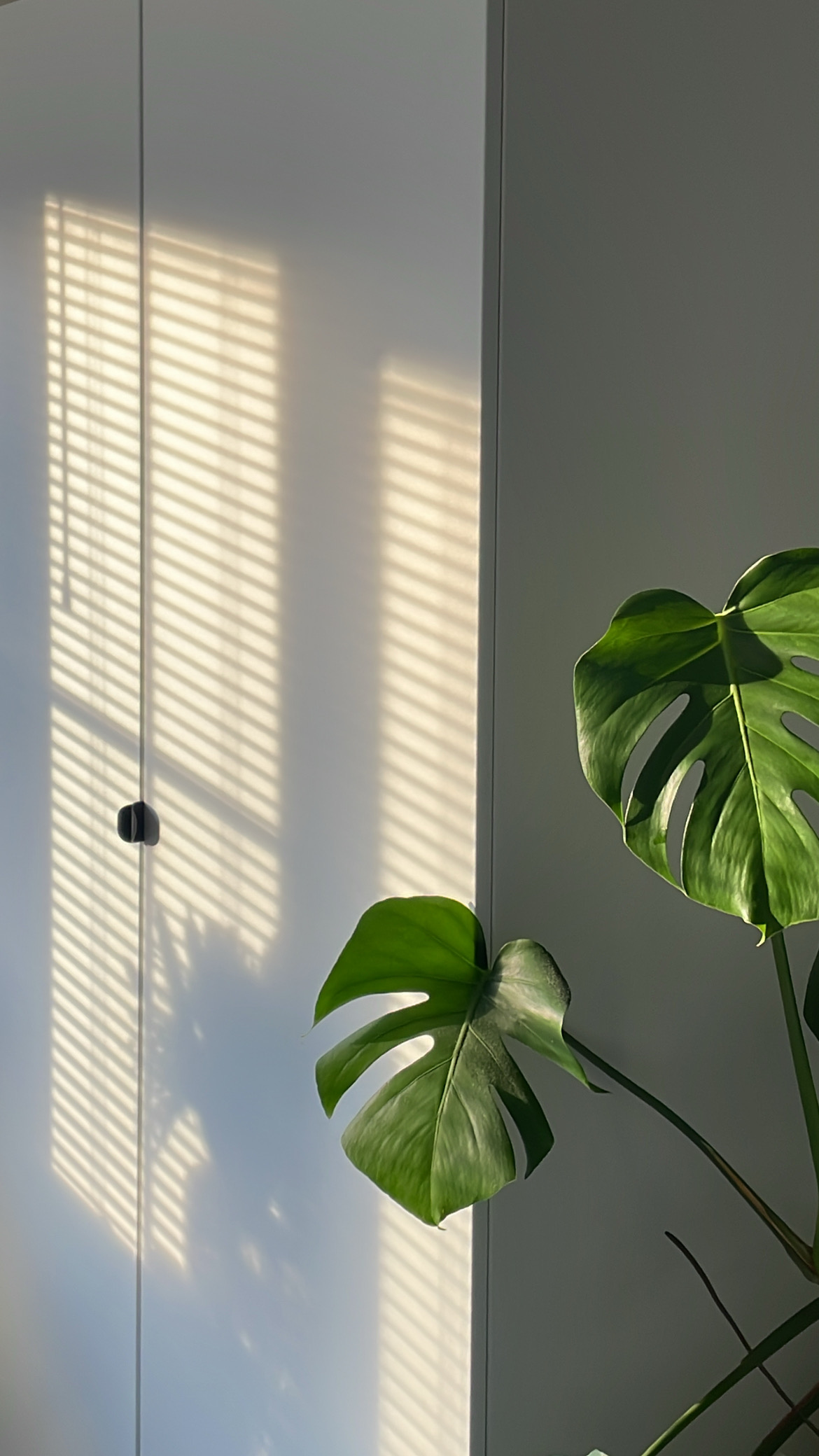 house plant in natural light